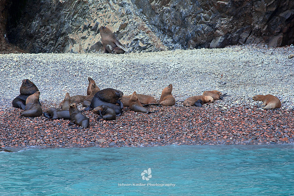 South American Sea Lions