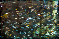 The Cichlids of Lake Malawi