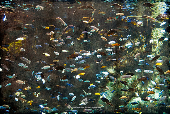 The Cichlids of Lake Malawi