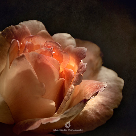 Soul in a Rose