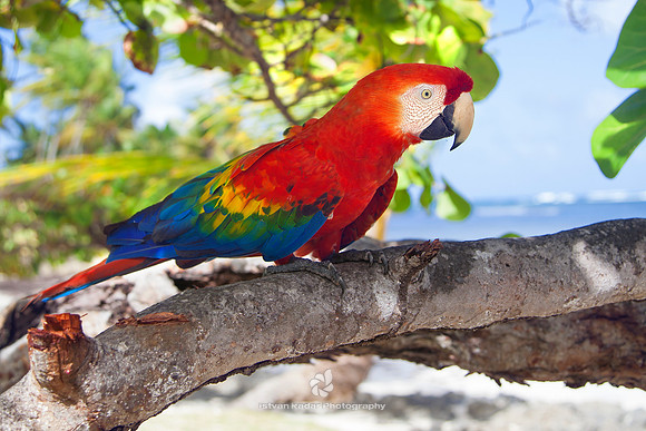 Scarlet Macaw
