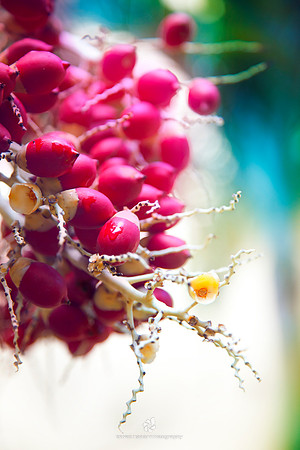 Christmas Palm Fruit