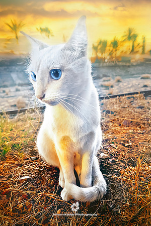 Canary Cat