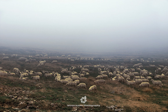 "Carpathian mountains", Carpathians, "Fogarasi havasok", Transfogaras, Transylvania, Transzfogaras, animals, aries, clouds, flock, fog, grass, herd, lamb, landscape, mountains, nature, sheep, sheepfol