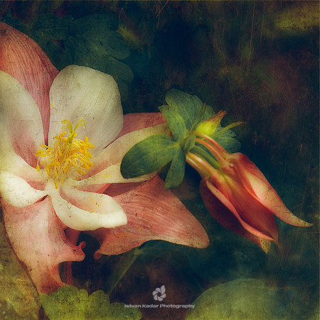 Come Back As a Flower