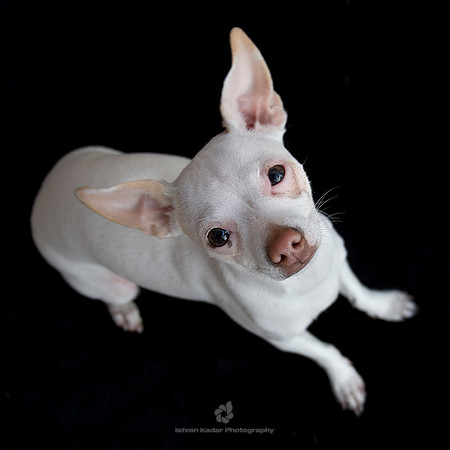 Bella