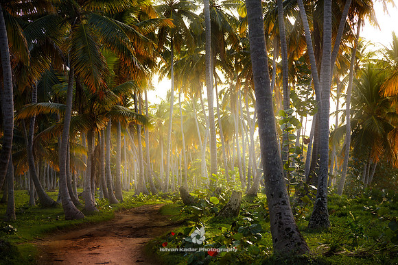 Bay, Beach, Caribbean, "Coconut Palm Tree", Day, "Dominican Republic", Forest, Idyllic, Island, Landscape, Lights, Nature, Outdoors, "Palm Tree", Path, Peninsula, "Playa Aserradero", Reef, "Samana Bea