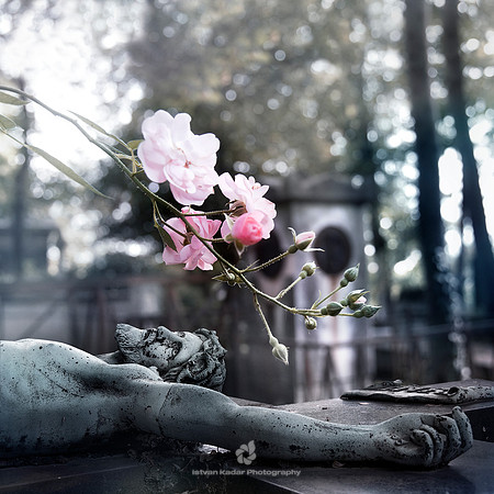 The Mourning Roses