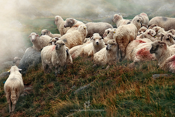 Sheep in Transylvania