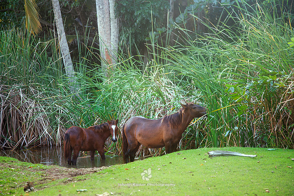 Horses Bathing