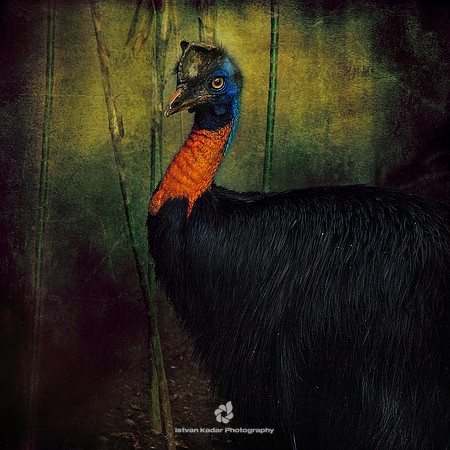 Golden-neck Cassowary